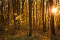 Golden autumn, yellow trees in sunlight, leaves underfoot.