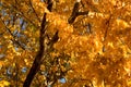 Golden Autumnal foliage