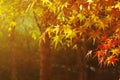 Golden autumnal leaves of the maple in the morning