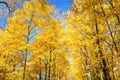 Golden Autumnal Trees against Blue Sky Royalty Free Stock Photo