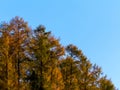 Golden autumnal trees against blue sky. Poland. Royalty Free Stock Photo