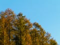 Golden autumnal trees against blue sky. Poland Royalty Free Stock Photo