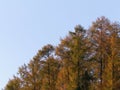 Golden autumnal trees against blue sky. Poland Royalty Free Stock Photo