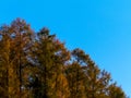Golden autumnal trees against blue sky. Poland Royalty Free Stock Photo