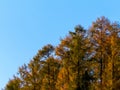 Golden autumnal trees against blue sky. Poland Royalty Free Stock Photo