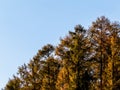 Golden autumnal trees against blue sky. Poland Royalty Free Stock Photo