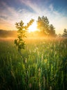 Bushes Bathed in the Radiant Light of Summer Sunrise in Northern Europe