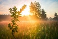 Bushes Bathed in the Radiant Light of Summer Sunrise in Northern Europe