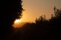 Bushes Bathed in the Radiant Light of Summer Sunrise in Northern Europe