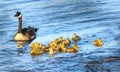 Golden baby geese swimming with their proud mother in the Chesapeake Bay in springtime Royalty Free Stock Photo