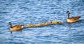 Golden baby geese swimming with their proud parents in the Chesapeake Bay in springtime Royalty Free Stock Photo