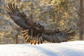 Golden back-lit golden eagle in flight with wing span out