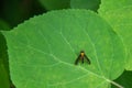 Golden-backed Snip Fly On A Green Hydrangea Leaf.