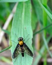 Golden-backed snipe fly