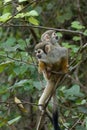 Golden-backed squirrel monkey
