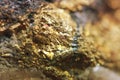 Golden background. Gold natural mineral. Macro