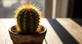 Golden Backlit Cactus in Terracotta Pot Royalty Free Stock Photo