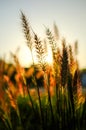 Golden Backlit Grass in Sunset Light for Nature Backgrounds Royalty Free Stock Photo
