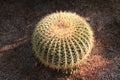 The Golden ball cactus