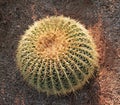 The Golden ball cactus