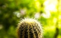 Golden ball cactus