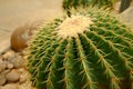 Golden ball cactus.