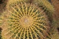 Golden Ball Cactus. Royalty Free Stock Photo