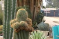 Golden Ball Cactus. Royalty Free Stock Photo
