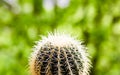 Golden ball cactus