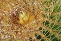 Golden ball, Echinocactus grusonii Royalty Free Stock Photo