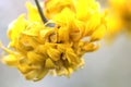 Golden ball. Rudbeckia laciniata. Flower.