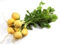 Golden Ball Turnip, brassica rapa, Vegetable against White Background