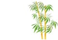 Golden bamboo Royalty Free Stock Photo