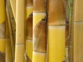 Golden bamboo Royalty Free Stock Photo