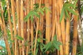 Golden bamboo Royalty Free Stock Photo