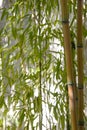 Golden Bamboo Royalty Free Stock Photo