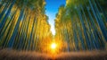 Golden bamboo forest at sunrise Royalty Free Stock Photo