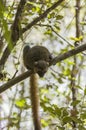 Golden Bamboo Lemur Royalty Free Stock Photo