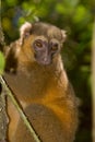 Golden Bamboo Lemur Royalty Free Stock Photo