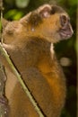 Golden Bamboo Lemur Royalty Free Stock Photo