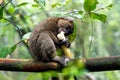 Golden bamboo lemur eating bamboo. Ranomafana National Park, Madagascar. Royalty Free Stock Photo