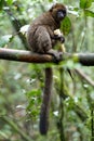 Golden bamboo lemur eating bamboo. Ranomafana National Park, Madagascar. Royalty Free Stock Photo