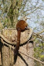 Golden Bamboo Lemur - Hapalemur aureus Royalty Free Stock Photo