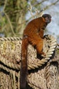 Golden Bamboo Lemur - Hapalemur aureus