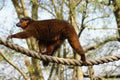 Golden Bamboo Lemur - Hapalemur aureus Royalty Free Stock Photo