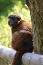 Golden Bamboo Lemur - Hapalemur aureus Royalty Free Stock Photo