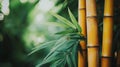 Golden Bamboo and Lush Green Leaves in a Tranquil Forest Royalty Free Stock Photo