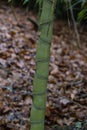 Golden bamboo canes