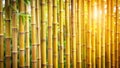 Golden bamboo stalks illuminated by sunlight, creating a serene and textured natural background. Generative AI Royalty Free Stock Photo