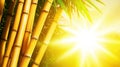Golden bamboo stalks sunset tropical background Royalty Free Stock Photo